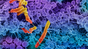 Mikroskopowe ujęcie bakterii paciorkowca, odpowiedzialnych za infekcje gardła.