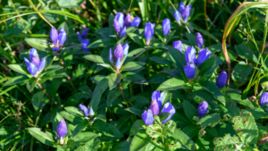 Kwiaty Gentiana triflora