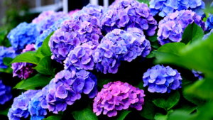 niebieskie kwiaty hortensji