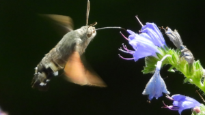 Polski Koliber, czyli motyl